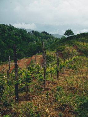 Bulutlu havalarda Georgia 'da (Guria) güzel organik üzüm bağları