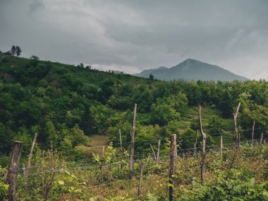 Bulutlu havalarda Georgia 'da (Guria) güzel organik üzüm bağları