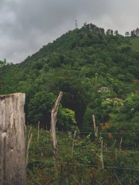 Bulutlu havalarda Georgia 'da (Guria) güzel organik üzüm bağları