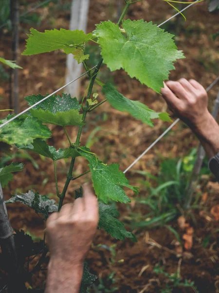 Winemaker yeşil üzüm yaprakları ile üzüm bakımı. Imereti, Gürcistan