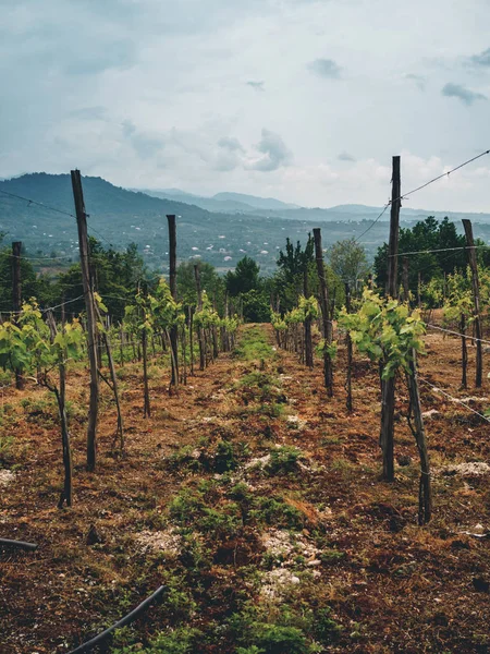 Bulutlu havalarda Georgia 'da (Guria) güzel organik üzüm bağları