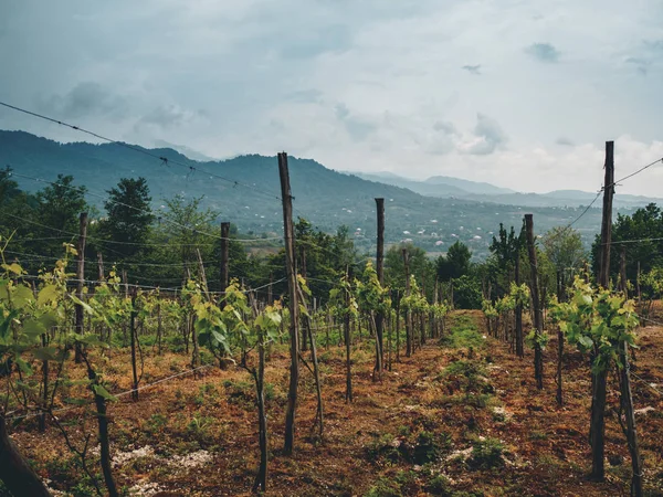 Bulutlu havalarda Georgia 'da (Guria) güzel organik üzüm bağları
