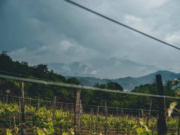 Bulutlu havalarda Georgia 'da (Guria) güzel organik üzüm bağları