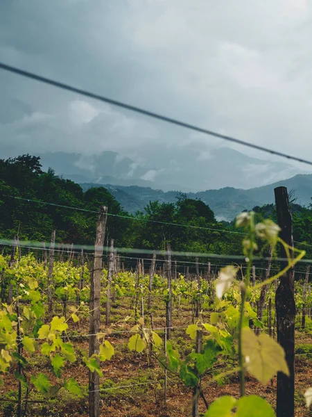 Hermosos Viñedos Orgánicos Georgia Guria Con Clima Nublado — Foto de Stock