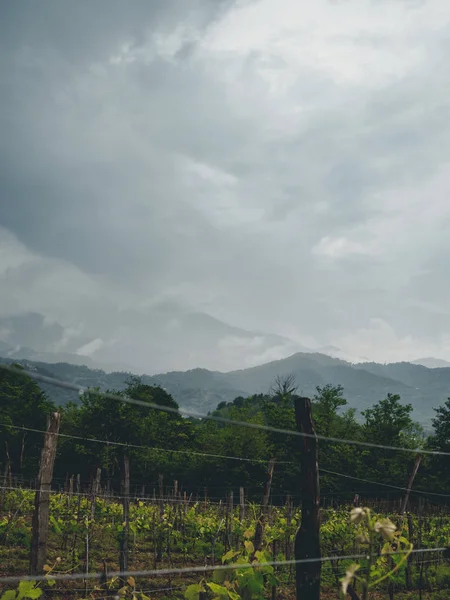 Beaux Vignobles Bio Géorgie Guria Par Temps Nuageux — Photo