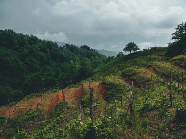 Bulutlu havalarda Georgia 'da (Guria) güzel organik üzüm bağları