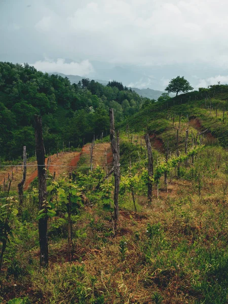 Bulutlu havalarda Georgia 'da (Guria) güzel organik üzüm bağları