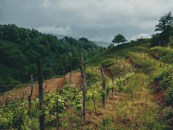 Beaux Vignobles Bio Géorgie Guria Par Temps Nuageux — Photo gratuite