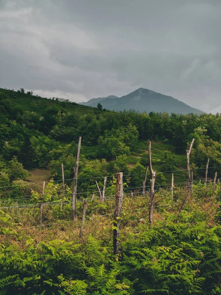 Bulutlu havalarda Georgia 'da (Guria) güzel organik üzüm bağları