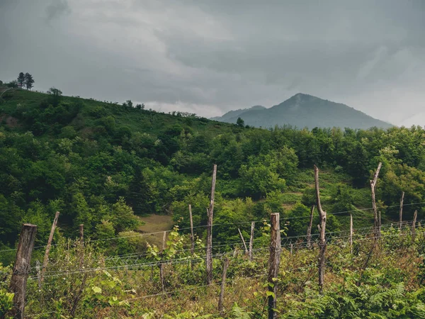 Bulutlu havalarda Georgia 'da (Guria) güzel organik üzüm bağları