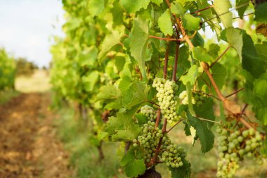 Riesling demetleri bir asma, güzel gündoğumu ışık üzerinde