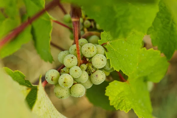 Bouquet Riesling Sur Une Vigne Gros Plan — Photo