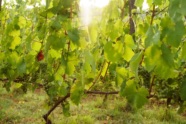 Grapevine tying (Riesling). Grape vine on a sunrise