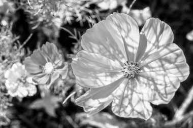 Narin taç yaprakları ve doğal gölgeleri olan bir kozmos bipinnatus çiçeğinin sanatsal siyah ve beyaz görüntüsü. Güzel sanatlar makro fotoğrafçılık dokuyu, hafif oyunları ve botanik zarafeti vurguluyor..
