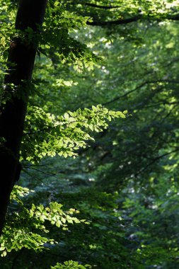 Avrupa kayın dalları (Fagus sylvatica) ve karanlık bir ormanda gün ışığıyla aydınlatılmış taze yeşil yapraklar. Işık boşluklarına düşen yağmur damlaları atmosferik bir orman manzarası yaratır..