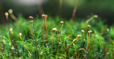 Polytrichum komün yosunlarının doğal orman ortamında sporofitler ve spor kapsülleriyle yakınlaştırılması. Bryophyte yaşam döngüsü kavramı, yosun ekolojisi, biyolojik çeşitlilik, üreme, orman zemin bitki örtüsü.