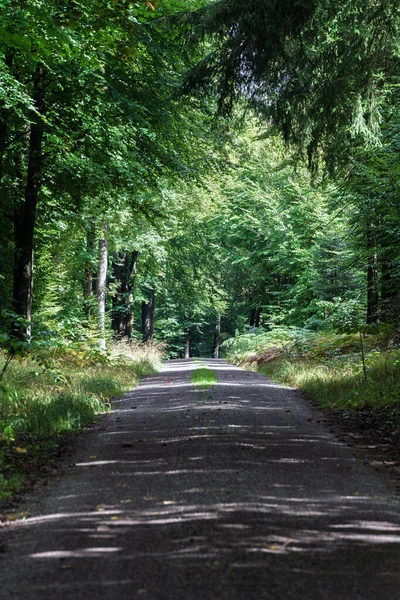 Fagus sylvatica ve Picea abies tarafından çevrili gölgeli orman yolu. Yaz yeşilliği, huzurlu orman manzarası, yürüyüş, rahatlama, ekoloji, biyolojik çeşitlilik ve Avrupa 'daki doğal manzara..