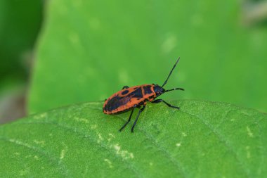 Yeşil bir yaprağın üzerinde duran bir Firebug 'un (Pyrrhocoris apterus) makro fotoğrafı. Kırmızı ve siyah renge çarpan böcekler canlı arka planda göze çarpıyor, böcek detaylarını ve kontrastı gösteriyor.