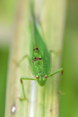 Büyük yeşil çalı cırcırböceği Tettigonia viridissima 'nın çimlerin üzerinde otururken çekilmiş Macro fotoğrafı. Detaylı böcek portresi yeşil vücut yapısını ve doğal yaşam alanını net bir şekilde vurgular..