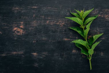 Siyah ahşap zemin taze ısırgan. Üstten görünüm. Kopya alanı.