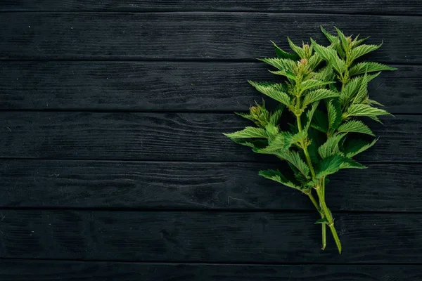 Siyah ahşap zemin taze ısırgan. Üstten görünüm. Kopya alanı.