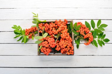 Kırmızı rowanberry mezarda. Beyaz ahşap zemin üzerinde. Üstten görünüm. Metniniz için boş alan.