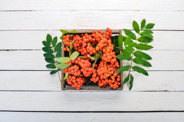 Kırmızı rowanberry mezarda. Beyaz ahşap zemin üzerinde. Üstten görünüm. Metniniz için boş alan.
