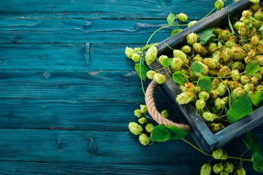 Ahşap kutusunda taze şerbetçiotu. Eski ahşap arka plan üzerinde. Metin için özgür yer. Üstten görünüm.