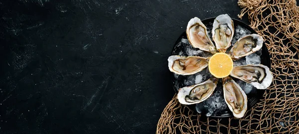 Fresh oysters in a plate of ice and lemon. Seafood. Top view. Free copy space.