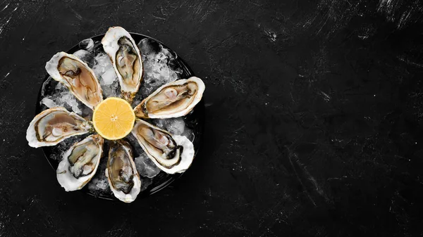 Fresh oysters in a plate of ice and lemon. Seafood. Top view. Free copy space.