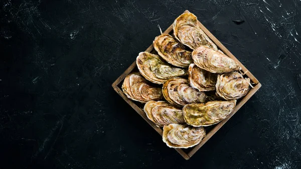 Taze kapalı istiridye. Deniz ürünleri siyah taş arka planda. Üst görünüm. Ücretsiz kopya alanı.