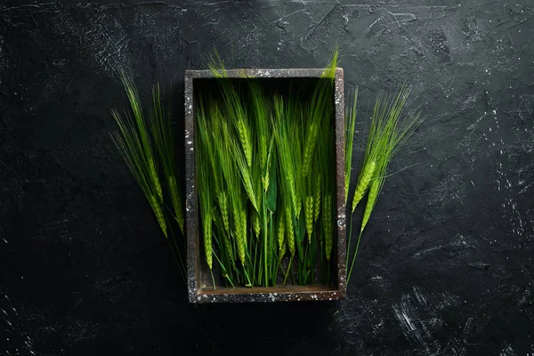 Green rye in a wooden box. On a wooden background. Top view. Free space for your text.