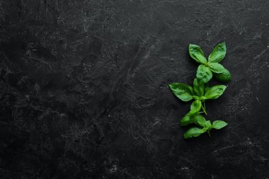 Taze yeşil fesleğen. Üst te. Metniniz için boş alan.