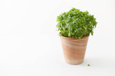 Fesleğen, baharat pişirme gibi bir bitkidir. Beriberi için şifalı bitkiler yardımıyla tedavidir.