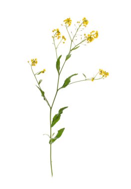 Surepka is a plant with yellow flowers in cooking and folk medicine. clipart