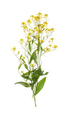 Surepka yemek ve halk hekimliği sarı çiçekli bir bitkidir.