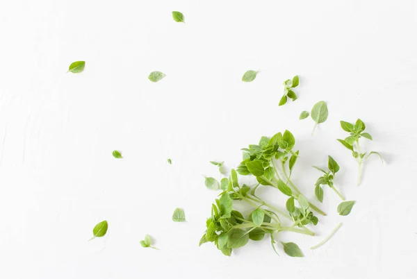 Basilicum Een Plant Zoals Kruiden Keuken Behandeling Van Beriberi Met — Stockfoto