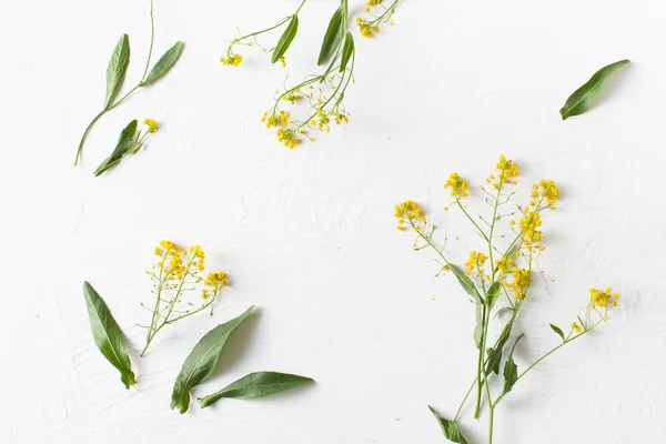 Surepka 是一种在烹调和民间医药中有黄花的植物 复制空间文本 — 图库照片