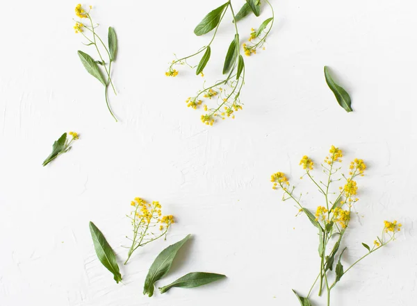 Surepka 料理と漢方薬の黄色い花を持つ植物であります 領域のテキストをコピーします — ストック写真