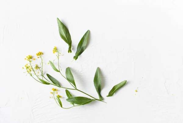 Surepka Yemek Halk Hekimliği Sarı Çiçekli Bir Bitkidir Alan Metni — Stok fotoğraf