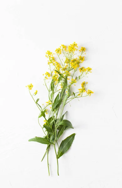 Surepka Una Planta Con Flores Amarillas Cocina Medicina Popular Copiar —  Fotos de Stock