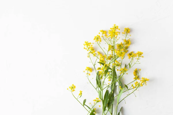 Surepka Una Planta Con Flores Amarillas Cocina Medicina Popular Copiar — Foto de Stock