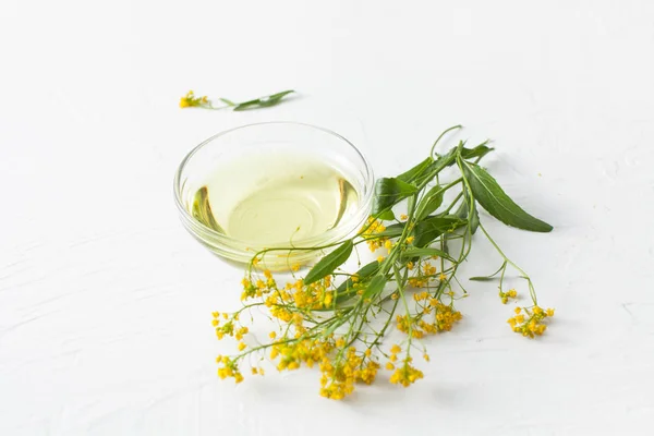 Surepka Una Planta Con Flores Amarillas Cocina Medicina Popular Copiar — Foto de Stock