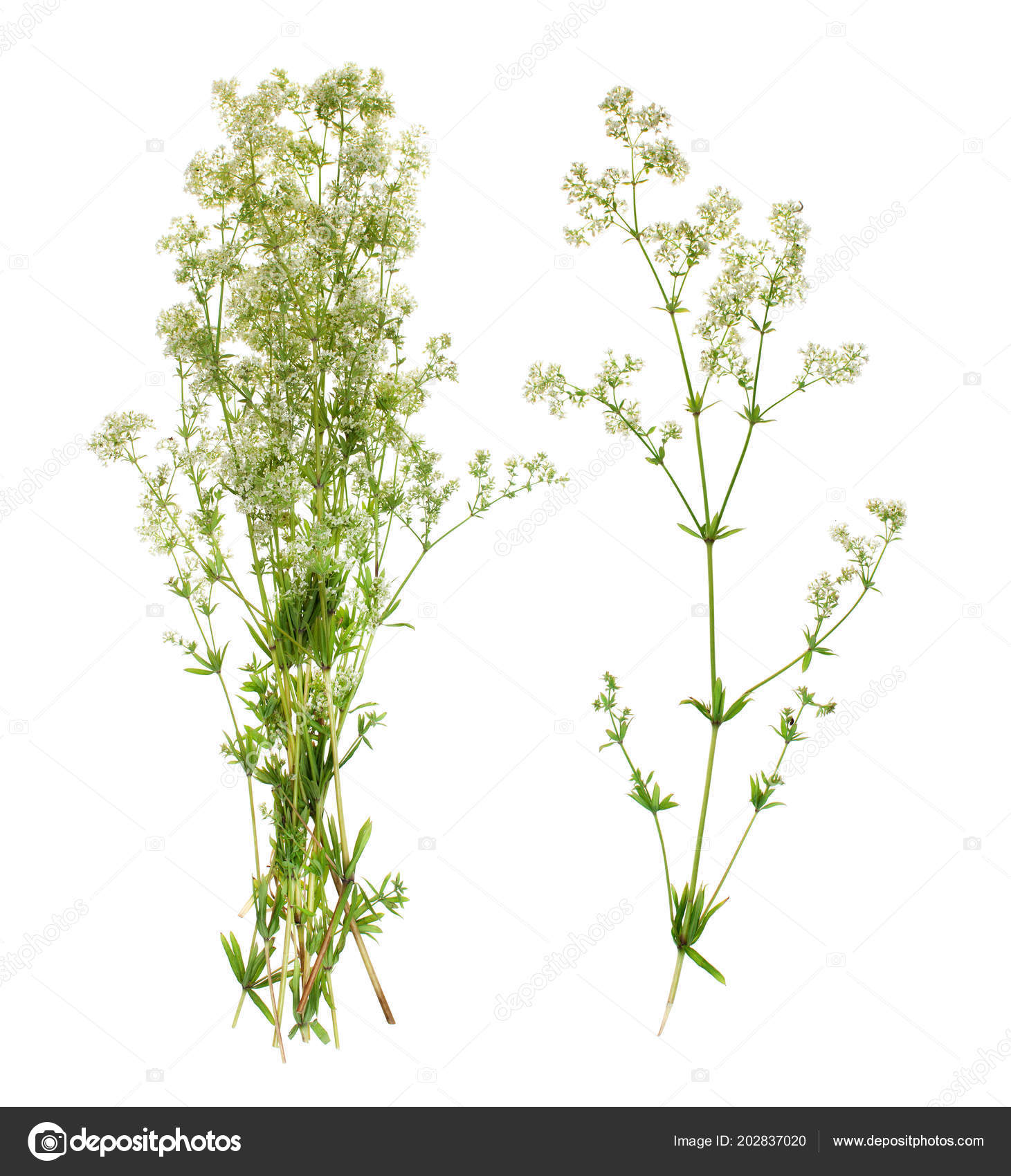 982 Waldmeister Pictures Waldmeister Stock Photos Images Depositphotos