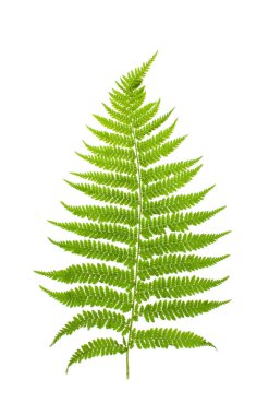 Tasarım şablonu ekleme için izole beyaz bir arka plan üzerinde bitkiler