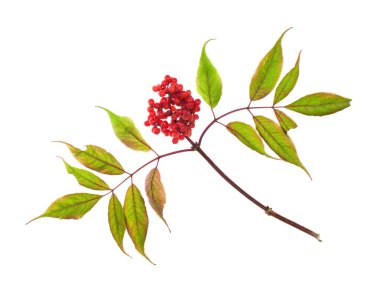 Tasarım şablonu ekleme için izole beyaz bir arka plan üzerinde bitkiler