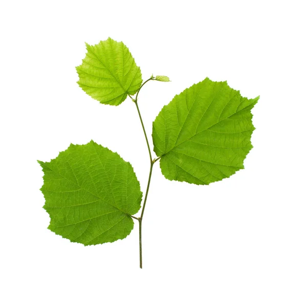 Plantas Sobre Fondo Blanco Aisladas Para Inserción Plantilla Diseño — Foto de Stock