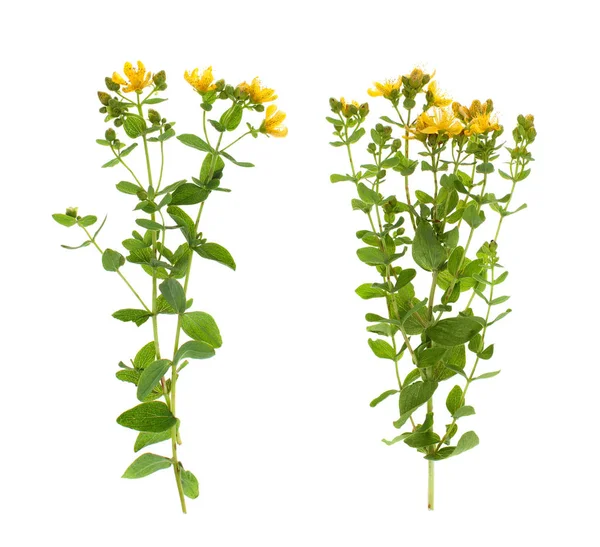 Växter Vit Bakgrund Som Isolerad För Insättning Formgivningsmallen Medicinalväxt — Stockfoto