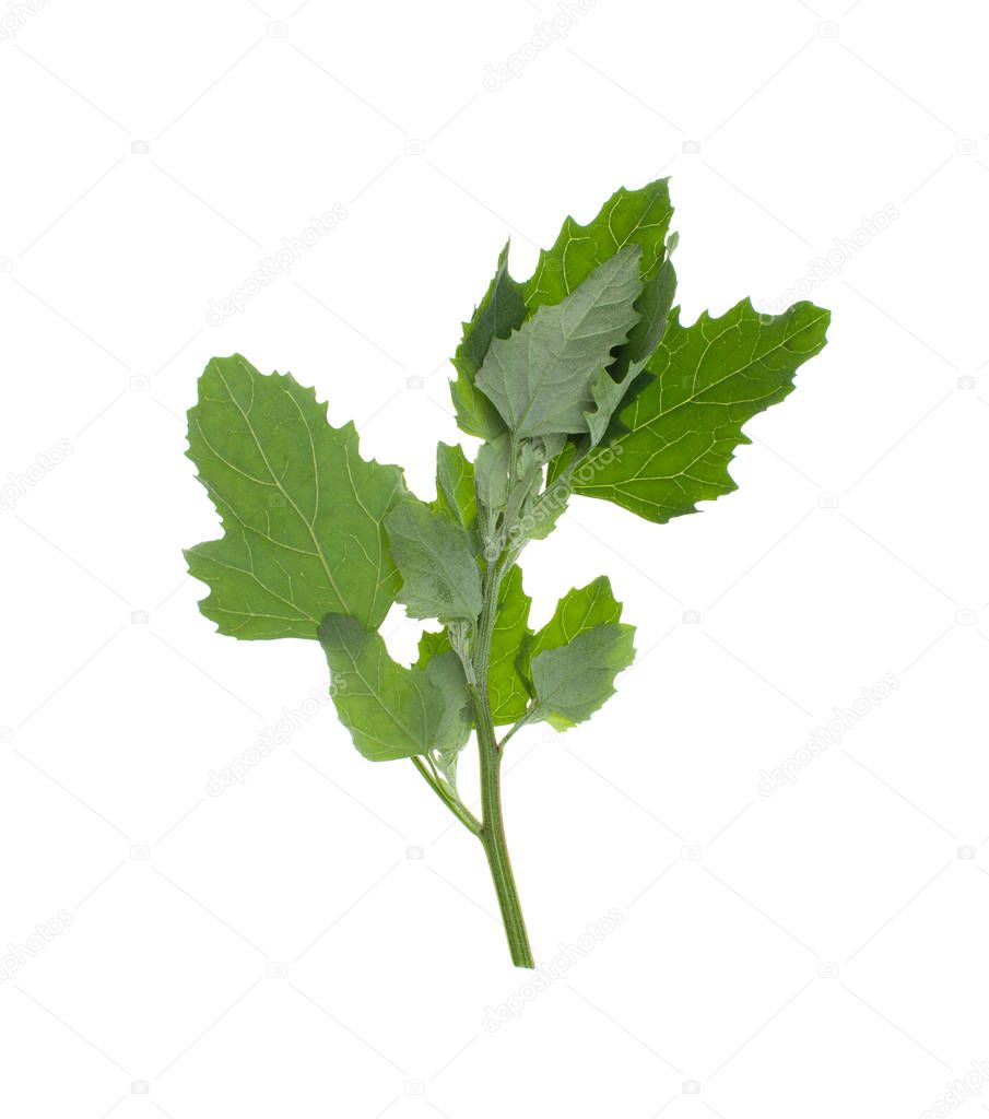 Plants on a white background isolated for insertion into the design template