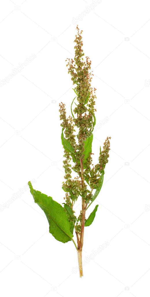 Plants on a white background isolated for insertion into the design template. Medicinal plant.